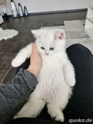 katzenbaby