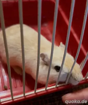 Rennmaus weibchen sucht ein neues zu Hause