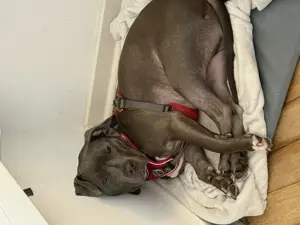 Pitbull Horst sucht ein neues Zuhause zu verschenken