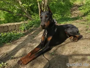 Dobermann 