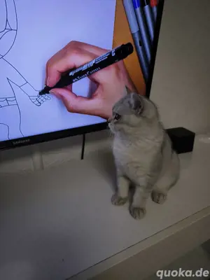 reinrassige BKH Kitten bereitsabzugeben