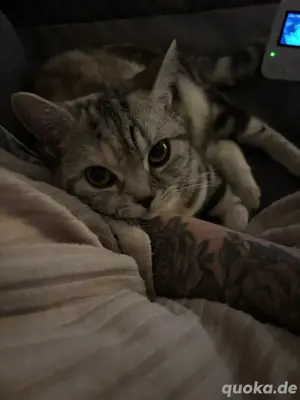 BKH Kitten reinrassig