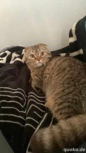Wunderschöner Kater abzugeben   7 Monate alt