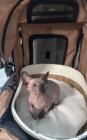 Sphynx Kitten suchen liebevolles Zuhause 