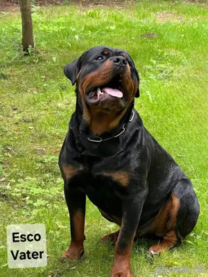 Reinrassige Rottweiler Welpen mit Papieren aus liebevoller Handaufzucht abzugeben