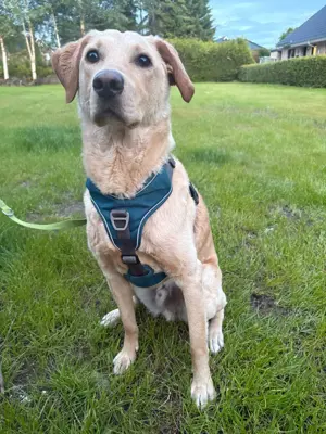 der hübsche Labradormix Bub Oskar aus 26810 Westoverledingen sucht ein Zuhause!