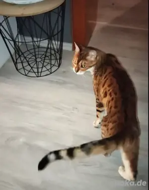 Bengal Katzen suchen ein neues Zuhause 