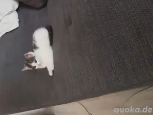 baby Katze 