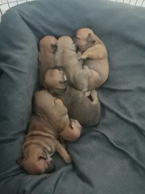 Franzusiche bulldog 