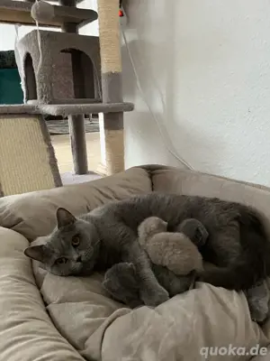 graue reinrassige BKH Kitten 750 - 850 