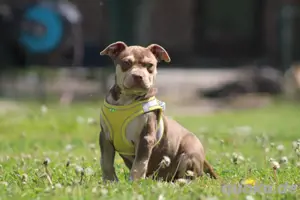 American Bully XL Abkc 