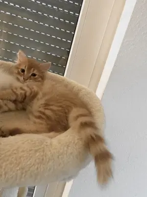 Perser Tiger Babykater