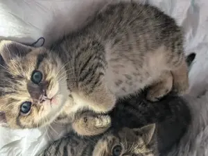 BKH Kitten golden tabby Reinrassig 