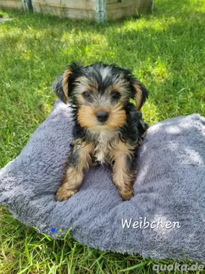 Yorkshire Terrier Welpen 