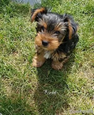Yorkshire Terrier Welpen 