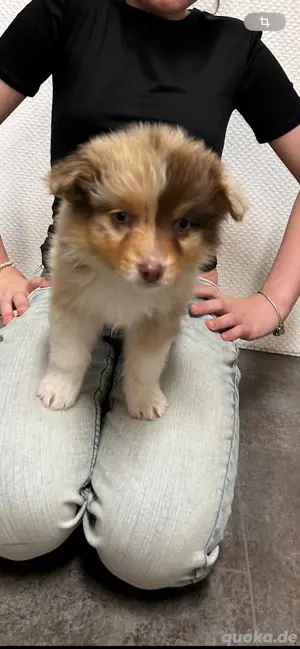 Australian Shepherd