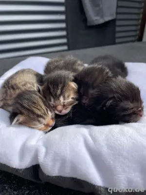 Bauernhofkitten Hofkätzchen Kitten