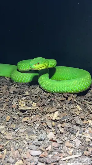 Trimeresurus Insularis (Komodo-Inselviper)