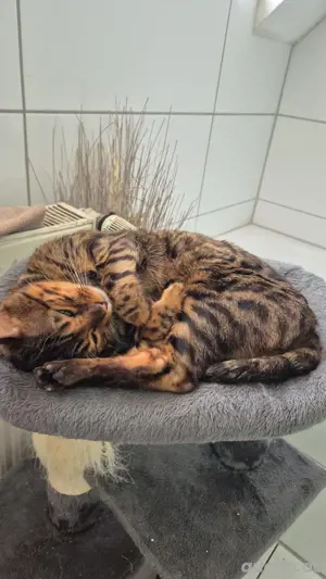 bengal deckkater 