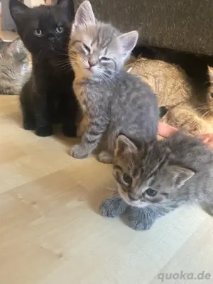 Ekh Mix Bkh