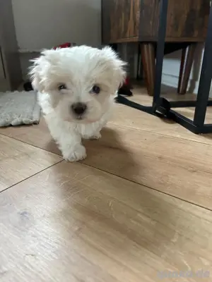 Malteser  Havanese mix 