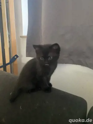 Ekh Mix Bkh