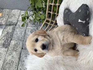 Golden Retriever Welpe Rüde aus top Verpaarung ab 14.6. abzugeben 