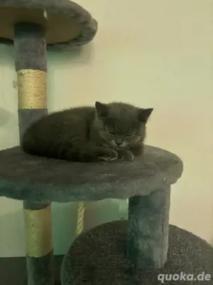 BKH Kitten