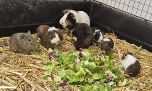 Meerschweinchen Jungtiere 