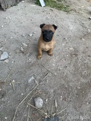 malinoi rüde 