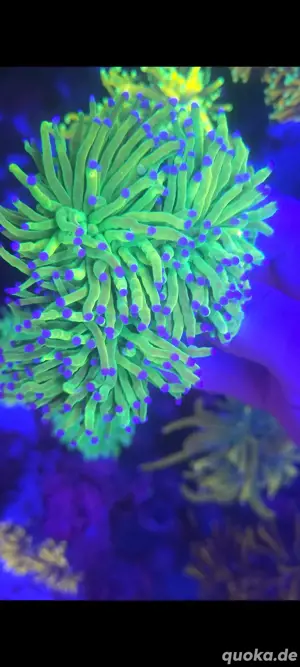Euphyllia US Style Holy Grail Koralle 