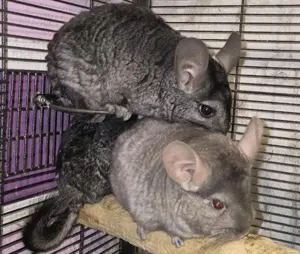 Chinchilla Böcke