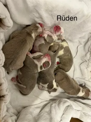 Old english Bulldogge 11 Welpen 