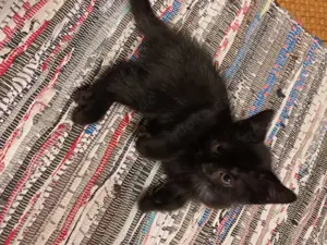 Katzen schwarz europäische kurzhaar und Siam mix 