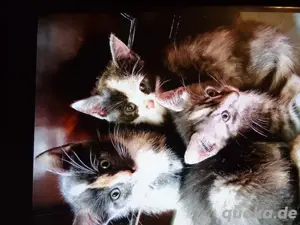 Maine coon Katzen & Katzenbabys in Delmenhorst kaufen, verkaufen & zu