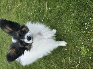 Papillon Welpen zu verkaufen 