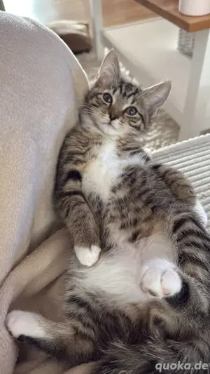 kitten abzugeben 
