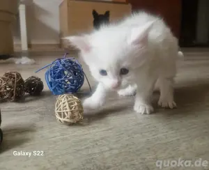 Maine Coon Kitten 