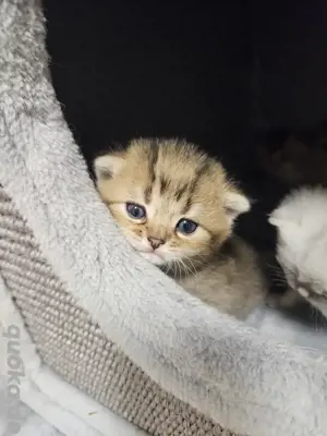 Bkh Kitten vom Züchter mit Stammbaum