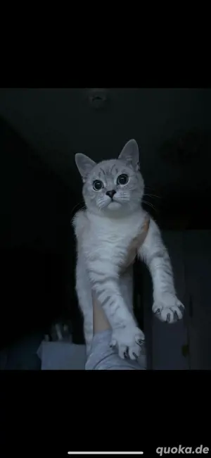 BKH Katze 