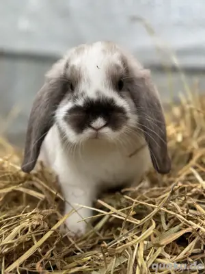 zwergkaninchen 