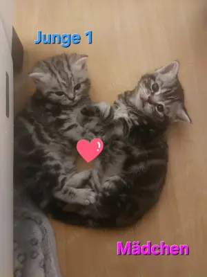 BKH (Black-Silver-Classic-Tabby) Kätzchen 