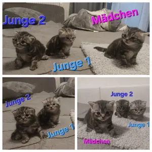 BKH (Black-Silver-Classic-Tabby) Kätzchen 
