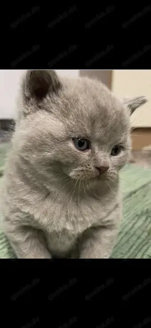 BKH Kitten Lilac Kater