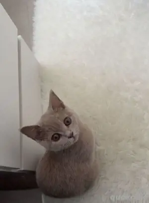 Britisch Kurzhaar Katze   5 Monate jung, geimpft & gesund   liebevolles Zuhause gesucht 