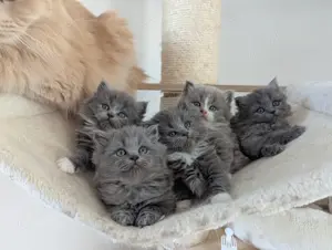 Britisch langhaar kitten , bkh blh 