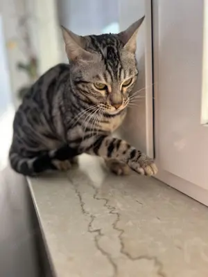 Bengal Katze mit Stammbaum grau 