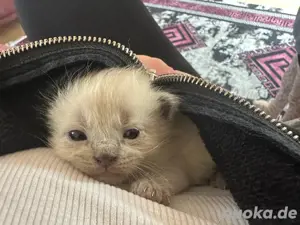 BKH Kitten 