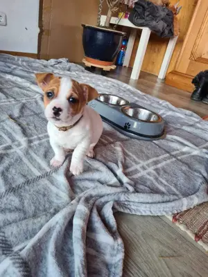 Jack Russel   Bullterrier   Chihuahua Mix   1,5 Jahre alt   sucht neues Zuhause