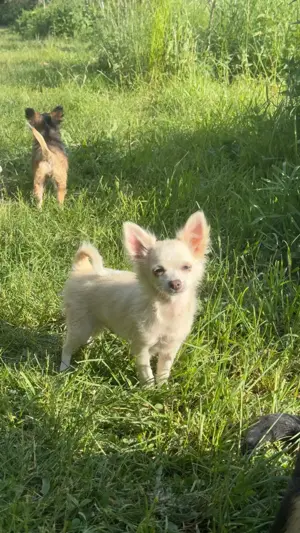 Ein reinrassiger Chihuahua Rüde sucht ein neues Zuhause auf Lebenszeit 